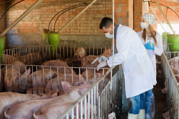 Учёные рассказали о влиянии коронавируса на свиней